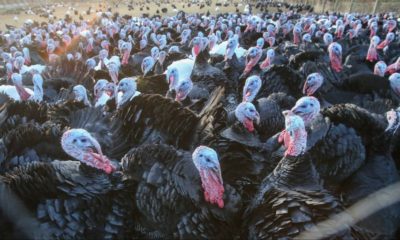 Carne de curcan suspectă de virusul gripei aviare, trimisă în depozite din Cluj
