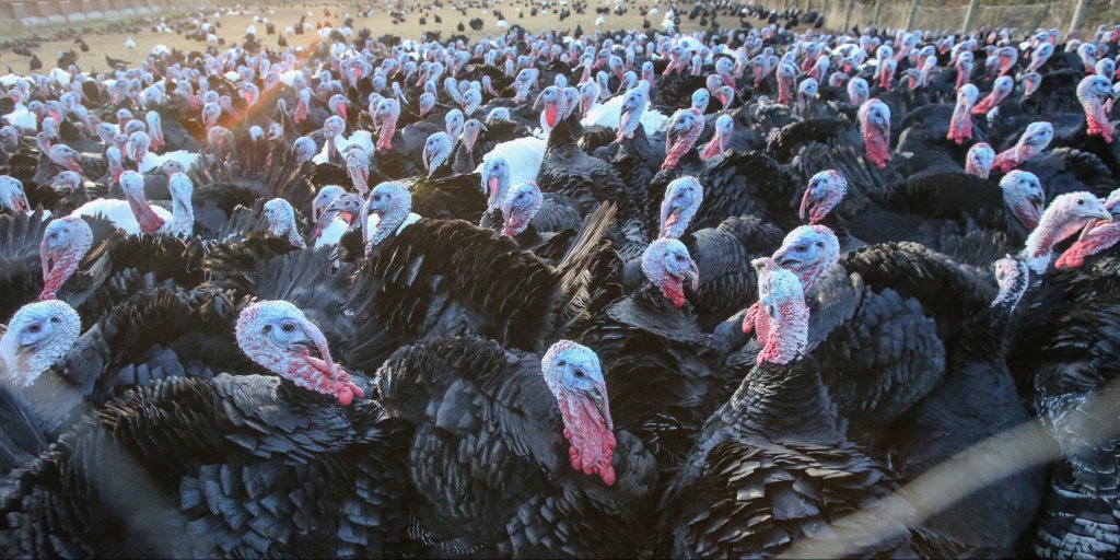 Carne de curcan suspectă de virusul gripei aviare, trimisă în depozite din Cluj