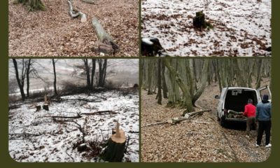 Hoți de lemne din Pădurea Florești-Tăuți, prinși în urma sesizărilor clujenilor.  Se caută rangers voluntari