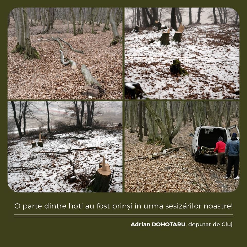 Hoți de lemne din Pădurea Florești-Tăuți, prinși în urma sesizărilor clujenilor.  Se caută rangers voluntari