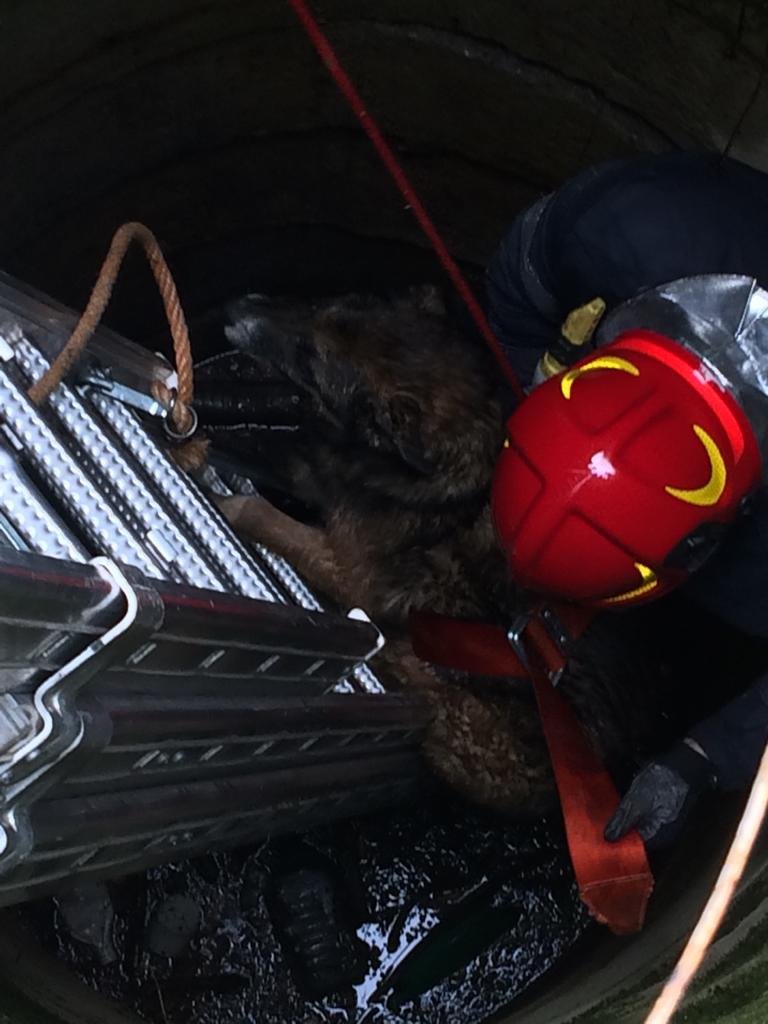 Un pompier a coborât 7m într-o fântână ca să salveze un câine