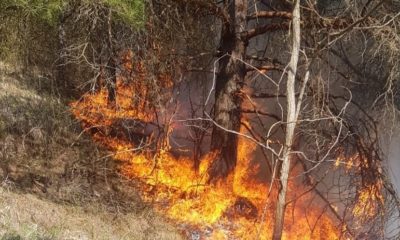 Incendiu într-o pădure de lângă Cluj. Focul a pornit dintr-o curte în care s-au ars deșeuri