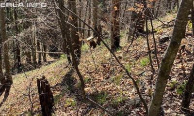 Urs observat într-o pădure de lângă localitatea Livada, judeţul Cluj