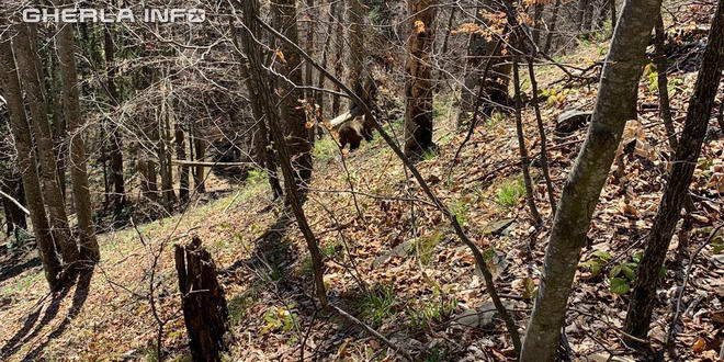 Urs observat într-o pădure de lângă localitatea Livada, judeţul Cluj