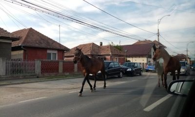 Efectele izolării, verificate și la Cluj! Oamenii stau acasă, iar animalele invadează străzile