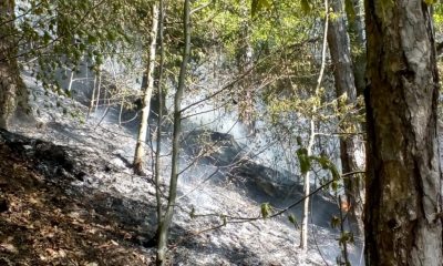 Incendiu într-o pădure din Cluj. Pompierii intervin de câteva ore