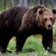 Urs văzut la Turda. Ce s-a întâmplat cu cel din Câmpia Turzii