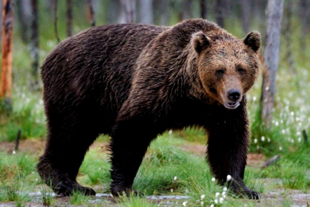 Urs văzut la Turda. Ce s-a întâmplat cu cel din Câmpia Turzii