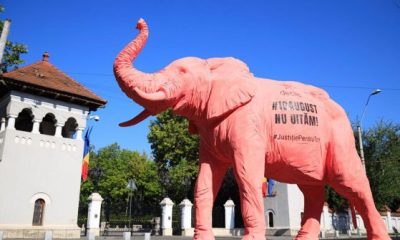 Elefant roz, plimbat prin tot Bucureștiul de membrii unui ONG. Motivul - „10 august”