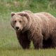 Cluj: Urșii au atacat mai multe gospodării din Feleacu