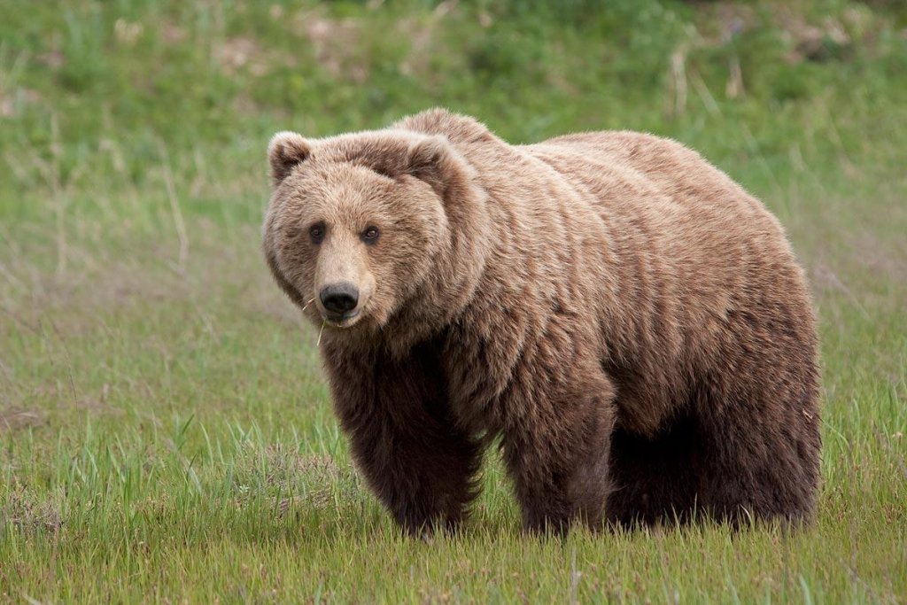 Cluj: Urșii au atacat mai multe gospodării din Feleacu