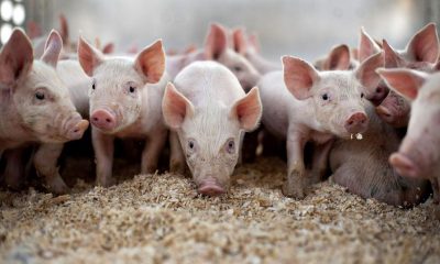 Suspiciune de pestă porcină în Cluj