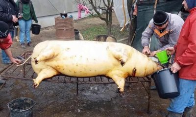 Măcelarii pricepuţi la sacrificarea tradiţională a porcului, tot mai greu de găsit