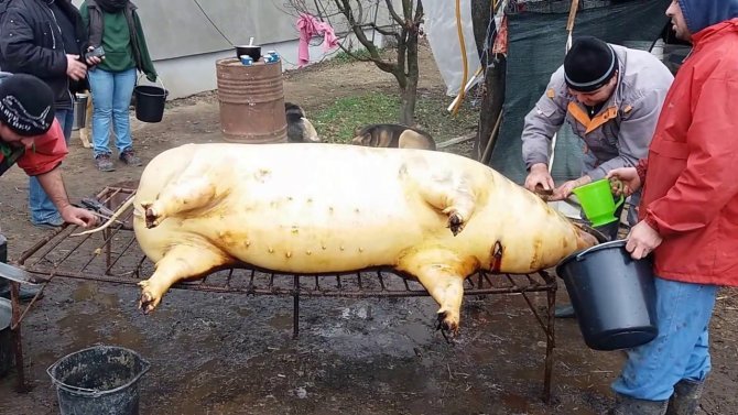 Măcelarii pricepuţi la sacrificarea tradiţională a porcului, tot mai greu de găsit