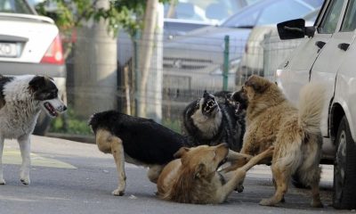 Campanie de ridicare a câinilor fără stăpân la Apahida. Vor fi luați toți cei care nu au cip