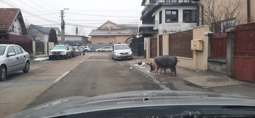 Porci ieșiți la plimbare pe o stradă din Cluj Napoca