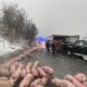 Un TIR încărcat cu 600 de porci s-a răsturnat în Pasul Tihuța