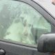 Un bărbat din Cluj, care a abandonat trei câini într-o maşină, s-ar putea alege cu dosar penal