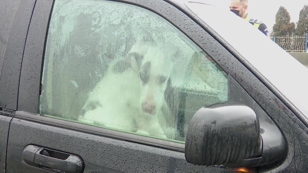 Un bărbat din Cluj, care a abandonat trei câini într-o maşină, s-ar putea alege cu dosar penal