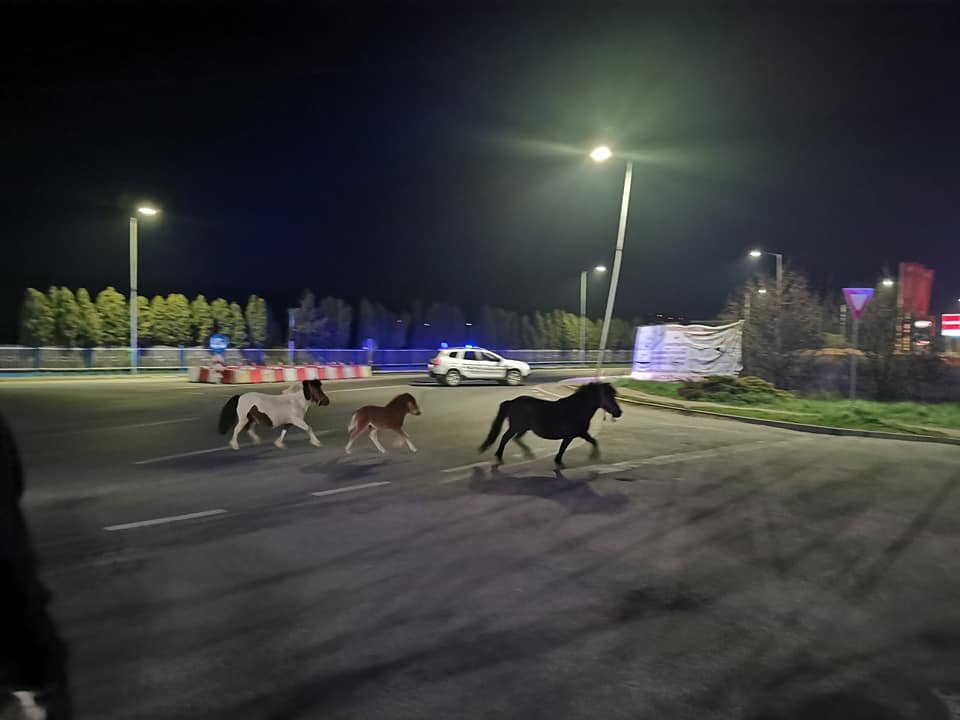 Caii de pe Drumul Național din Florești, subiect de bancuri: „Cred că erau în galop spre centrul de vaccinare” / „Aveau declarație?”