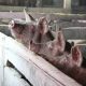 ANSVSA a identificat două focare de pestă porcină africană la Cluj