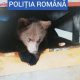 Bătaia de joc a românilor faţă de animalele patriei. Pui de urs ținut captiv la Borșa. Au fost găsite şi 40 de kilograme de carne de urs