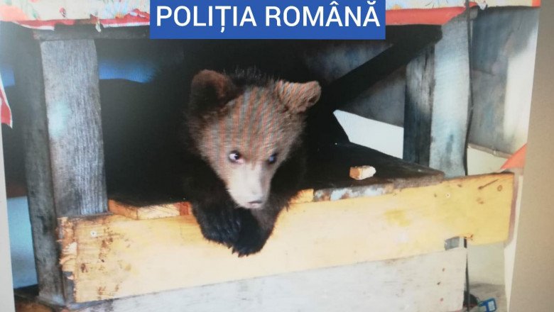 Bătaia de joc a românilor faţă de animalele patriei. Pui de urs ținut captiv la Borșa. Au fost găsite şi 40 de kilograme de carne de urs