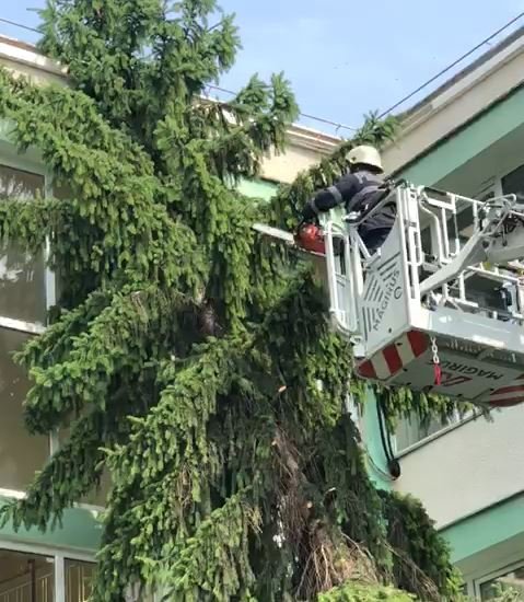 Copac căzut pe clădirea unui liceu din Cluj-Napoca în urma furtunii de duminică. Intervin pompierii