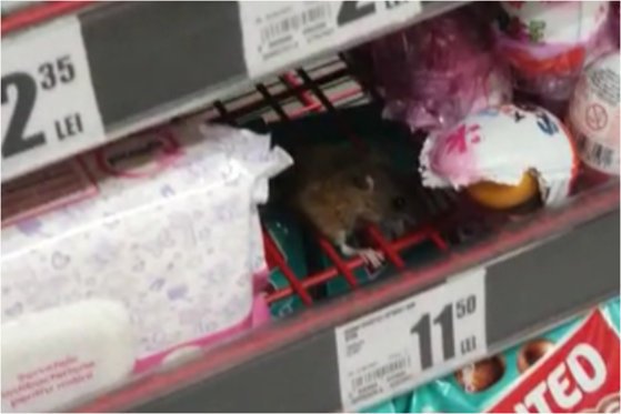 Magazinul Auchan Cluj unde un șoarece a fost surprins mâncând ciocolată a fost amendat cu 12.000 de lei