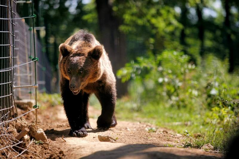 Proiect care va estima populaţia de urşi din România, lansat de Ministerul Proiectelor Europene şi Ministerul Mediului