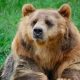 Un alt bărbat a fost ucis de urs. Ciobanul de 80 de ani a fost găsit în Mureș cu ajutorul dronei