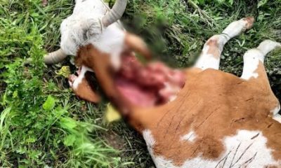 Urşii au dat atacul la o fermă din Cluj. Au sfâşiat o vacă şi au rănit alte câteva