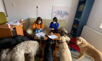 Asociaţia din Cluj, care face terapie asistată de câini, caută sediu nou: "Ne dorim un spațiu la care sa nu crească chiria la fiecare 2 ani cu sute de euro''