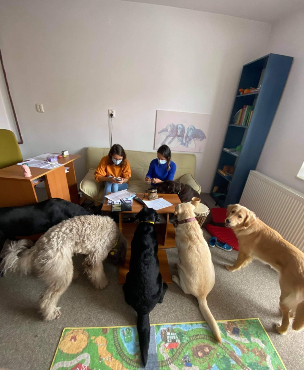 Asociaţia din Cluj, care face terapie asistată de câini, caută sediu nou: "Ne dorim un spațiu la care sa nu crească chiria la fiecare 2 ani cu sute de euro''