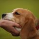 Câinii cu stăpân din Florești vor fi sterilizați gratuit