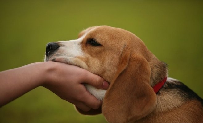 Câinii cu stăpân din Florești vor fi sterilizați gratuit