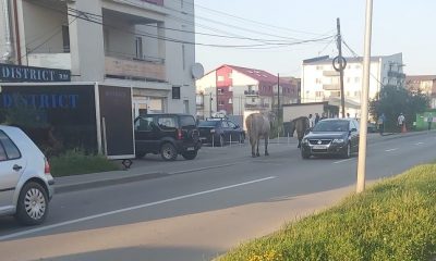 De frica amenzilor, caii din Floreşti au învăţat să circule pe trotuar