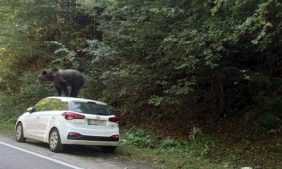 Imaginea zilei. Un urs a fost fotografiat pe o mașină în Munții Făgăraș