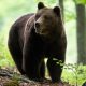 Un urs a fost ucis de trei săteni, după ce a atacat trei bărbați în plină stradă