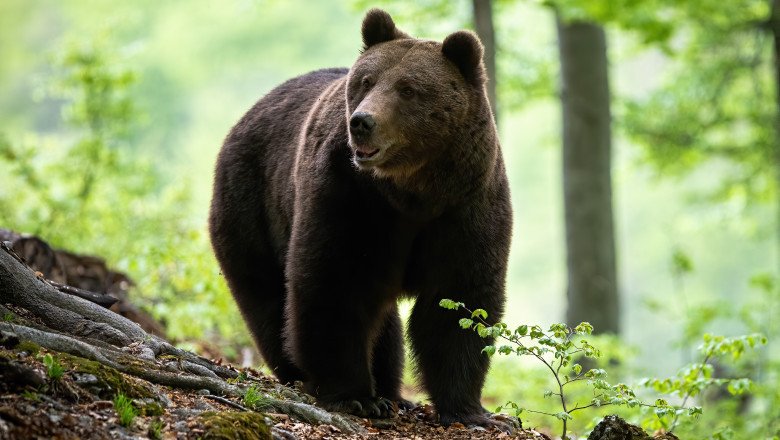 Un urs a fost ucis de trei săteni, după ce a atacat trei bărbați în plină stradă
