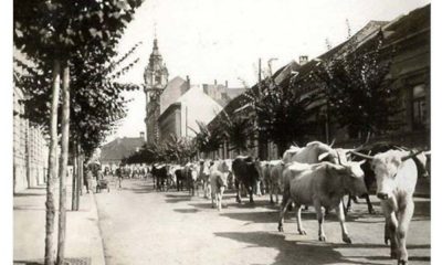 Amintiri din vechiul Cluj. Ciurda de vaci pe strada Motilor - E fain la Cluj!