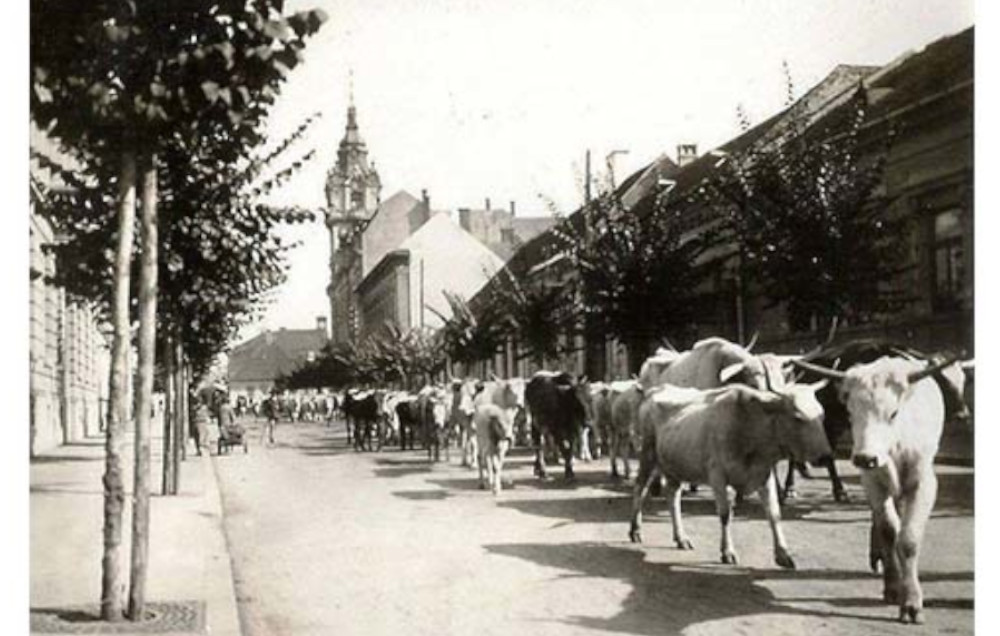 Amintiri din vechiul Cluj. Ciurda de vaci pe strada Motilor - E fain la Cluj!