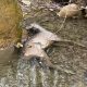 Câinii cu stăpân omoară animalele sălbatice din Borhanci – Bună Ziua. Poliția monitorizează zona după sesizarea Ziar de Cluj – FOTO
