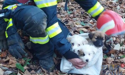 Pompierii au salvat de la moarte trei cățeluși – FOTO