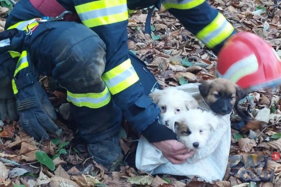 Pompierii au salvat de la moarte trei cățeluși – FOTO