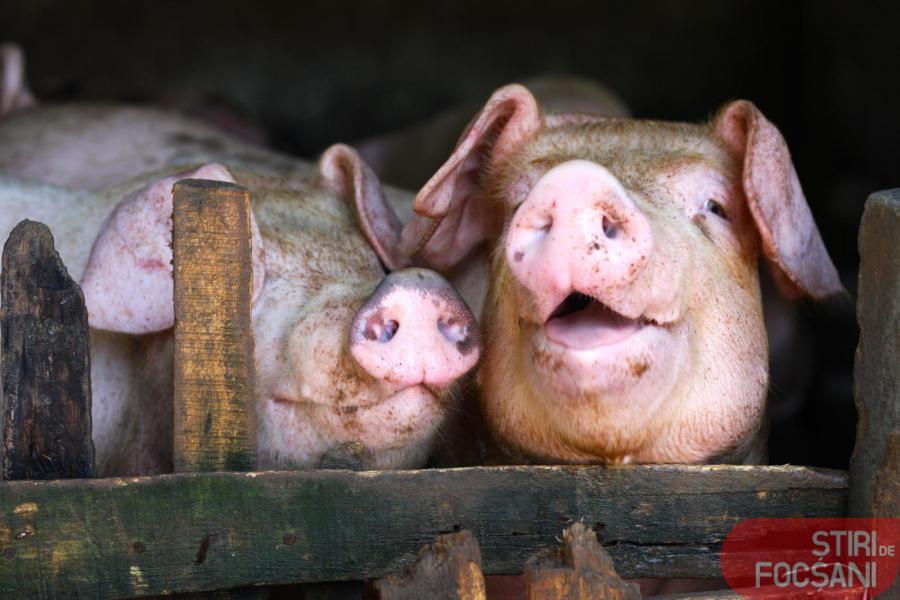 COMUNICARE CA LA RADIO EREVAN: NU S-A DAT, S-A LUAT: UDMR, precizări despre limitarea numărului de porci din gospodării. ”Inițiativa se referă strict la exploatațiile de creștere a porcinelor și combaterea pestei porcine africane”