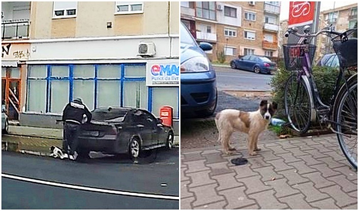 (Foto) Clujean fără inimă. Și-a aruncat câinele din BMW direct în stradă. L-a scos din sac și a plecat nepăsător 1