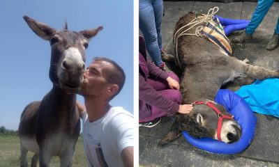 Medicii de la USAMV au salvat un magarus de la moarte adus la Cluj chiar din Curtea de Arges - E fain la Cluj!