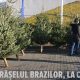 Orășelul Brazilor Eco Garden Construct s-a deschis în parcarea de la Cluj Arena. Bradul este adus până la ușa casei – VIDEO