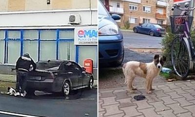 Un clujean și-a aruncat câinele din BMW și l-a abandonat în stradă. L-a scos din sac și a plecat fără remușcări